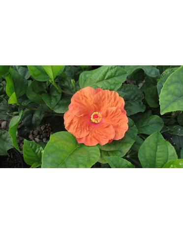 HIBISCUS, TROPICAL, 'ORANGE SEDUCTION', 3G*