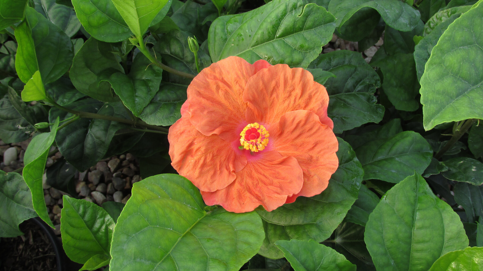'ORANGE SEDUCTION' TROPICAL HIBISCUS, 3 GALLON