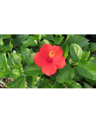 HIBISCUS, TROPICAL 'FEELING HOT', 2G*