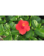 'FEELING HOT' TROPICAL HIBISCUS, 2 GALLON
