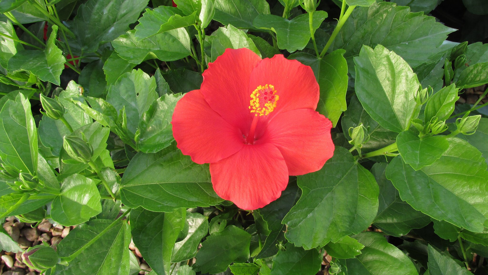 'FEELING HOT' TROPICAL HIBISCUS, 2 GALLON