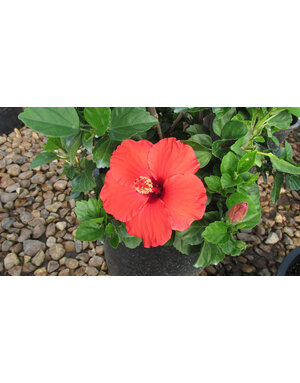 HIBISCUS, TROPICAL, 'DARK HEART' 2G*