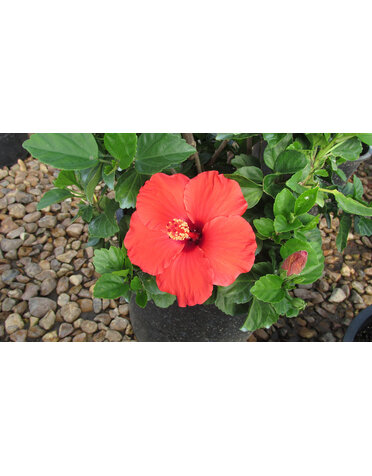 HIBISCUS, TROPICAL, 'DARK HEART' 2G*