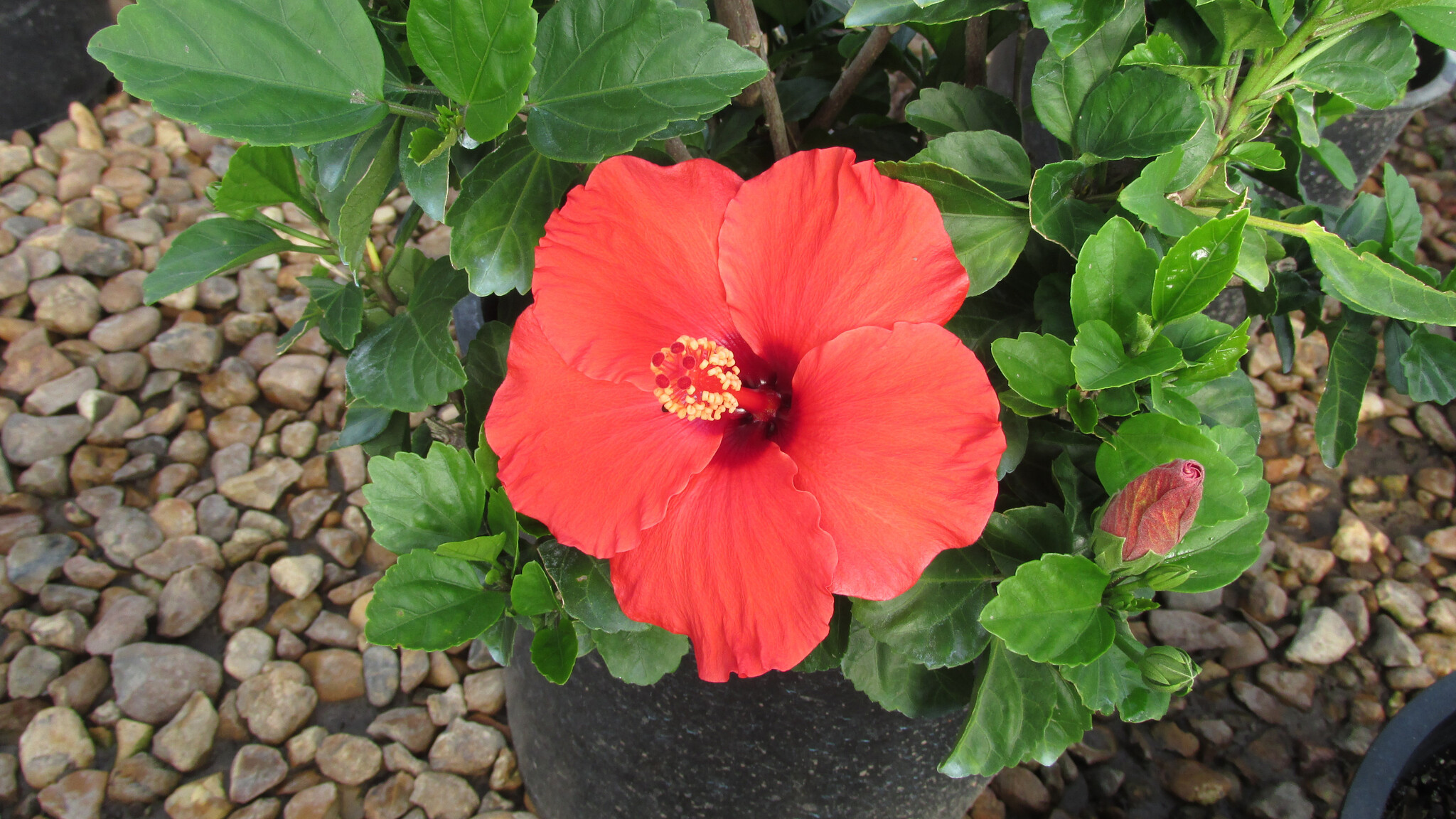 'DARK HEART' TROPICAL HIBISCUS, 2 GALLON