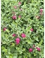 PINK SKULLCAP PLANT, 1 GALLON