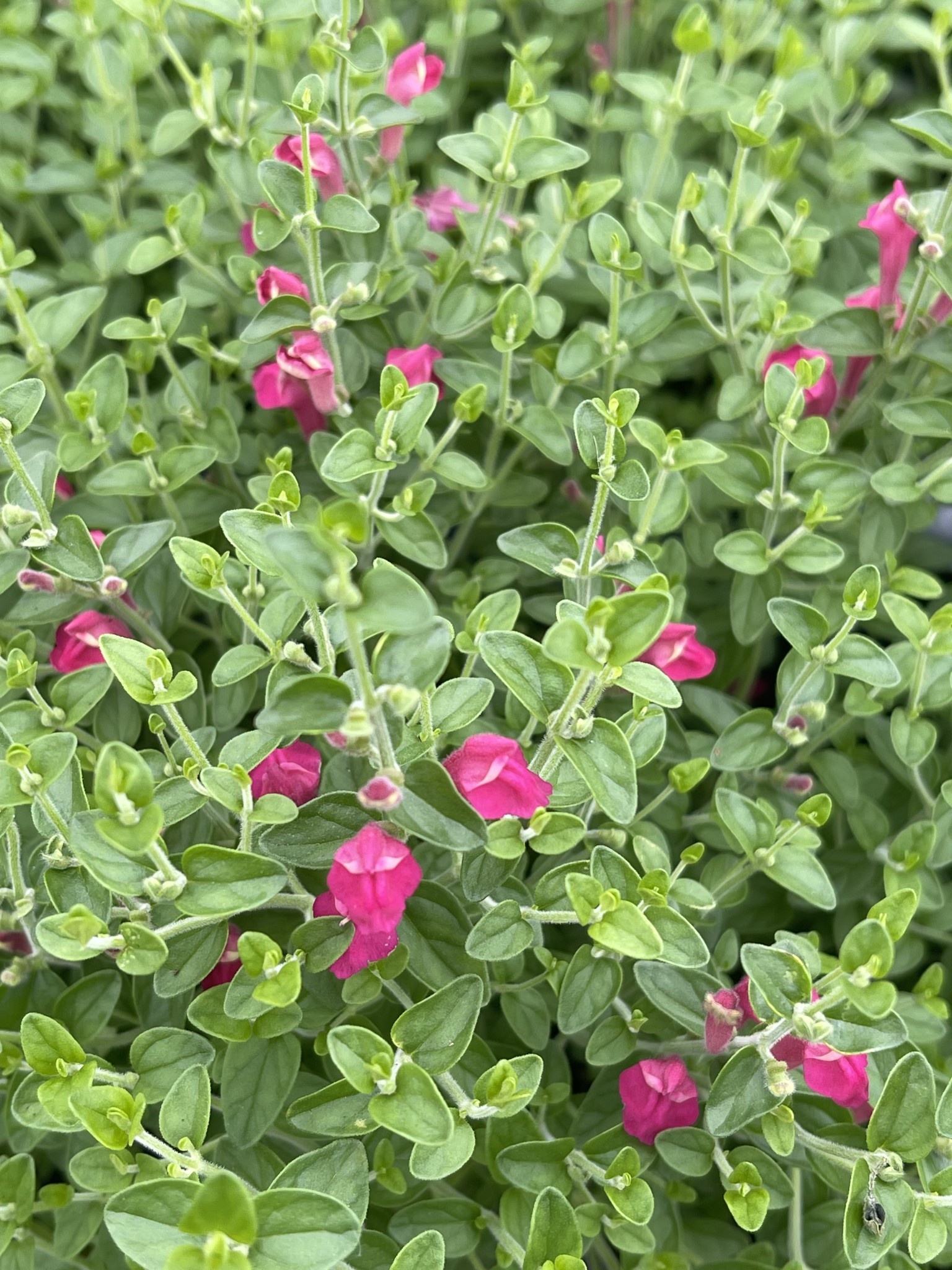 Pink Skullcap 1 Gallon - Native Pink Blooms