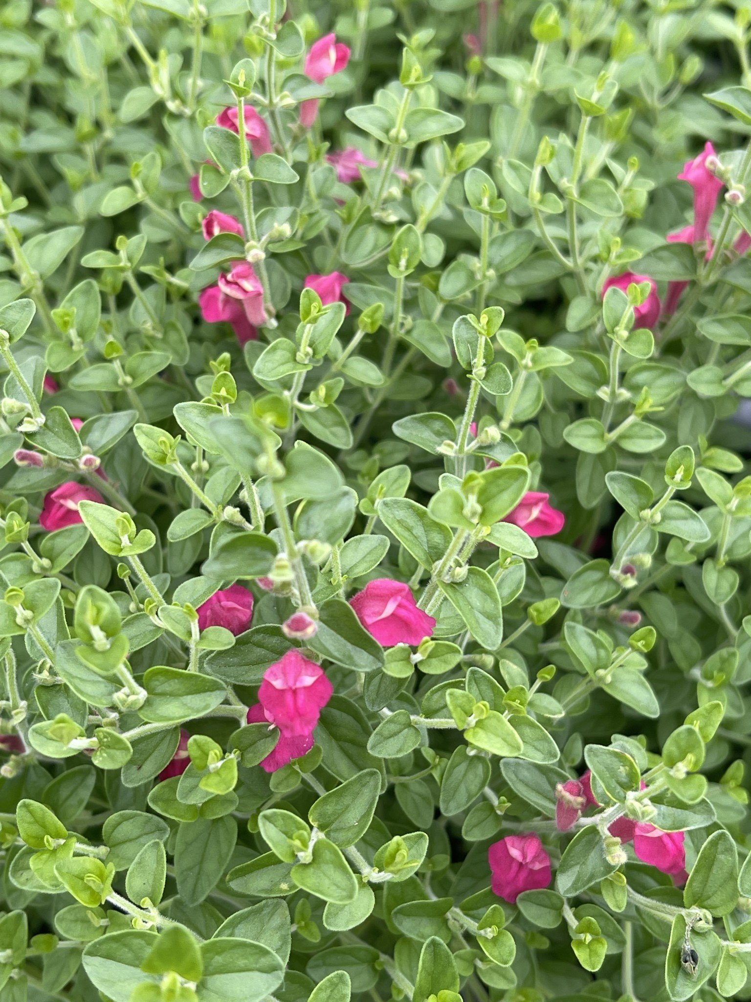 PINK SKULLCAP PLANT, 1 GALLON