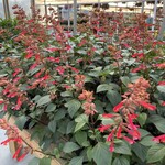 SALVIA, 'EMBERS WISH', 1G