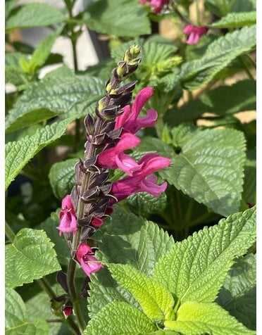 SALVIA, 'AMANTE', 1G