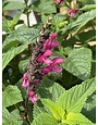 SALVIA, 'AMANTE', 1G