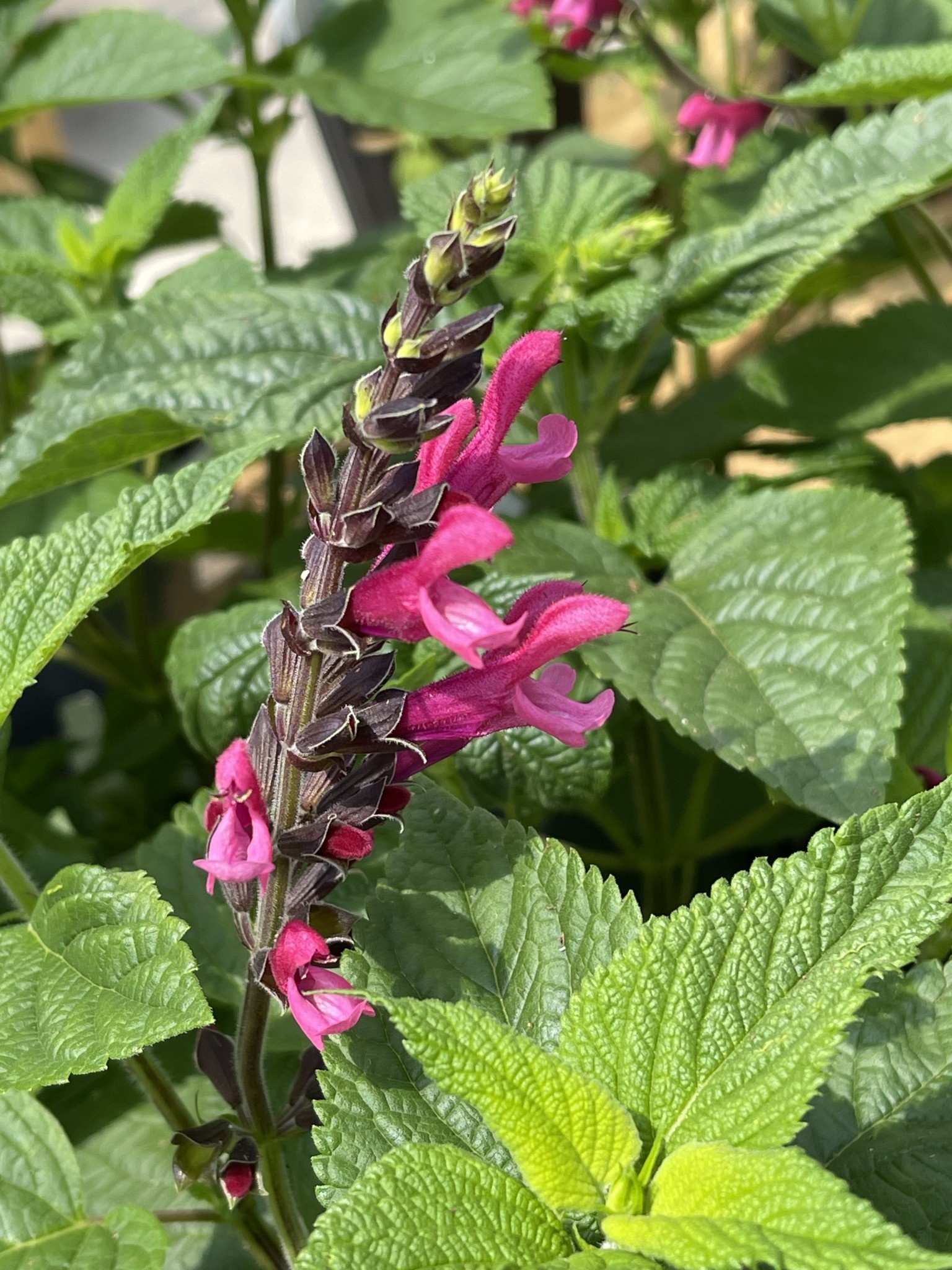 SALVIA, 'AMANTE', 1G