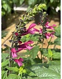 SALVIA, 'AMANTE', 1G