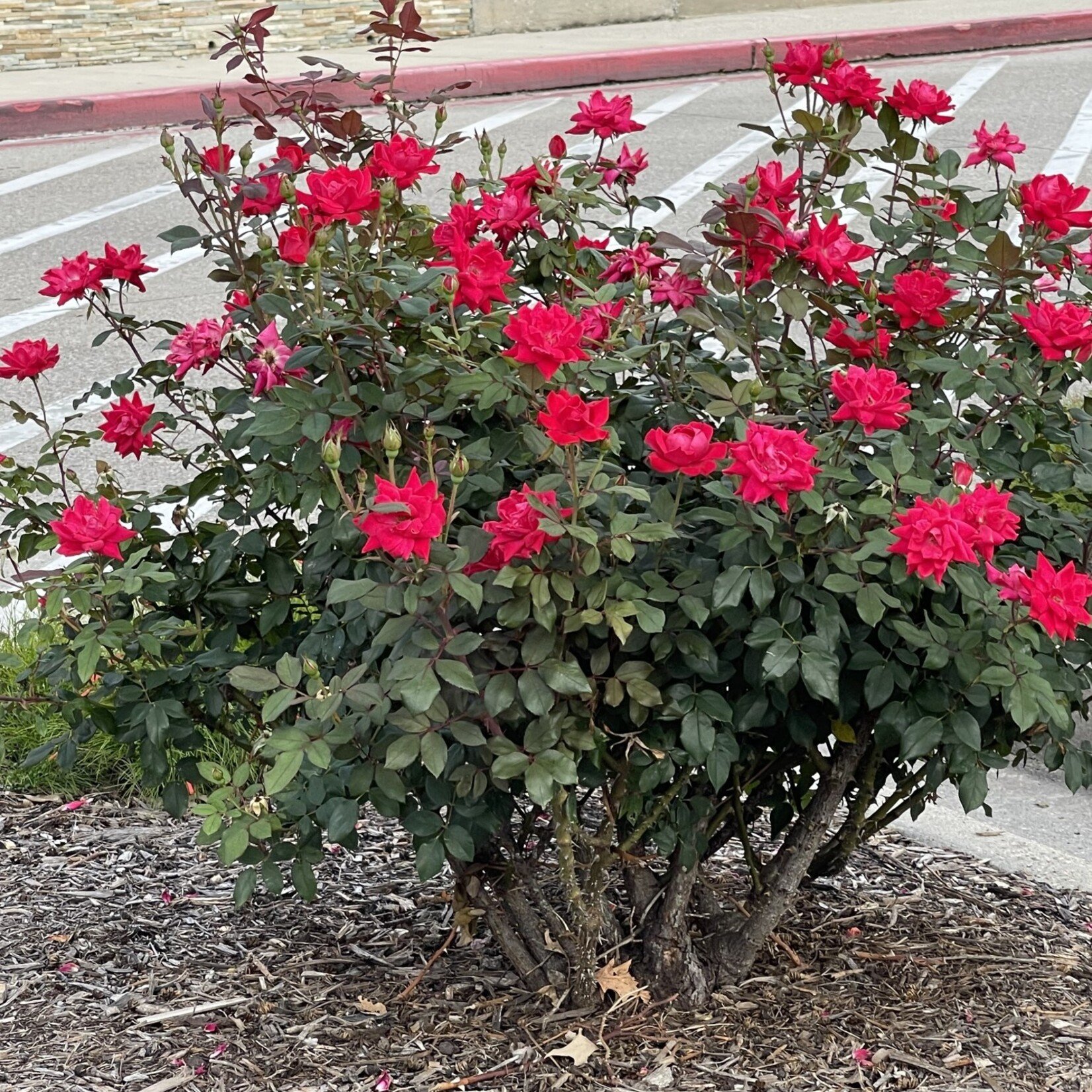 Knockout Roses Care