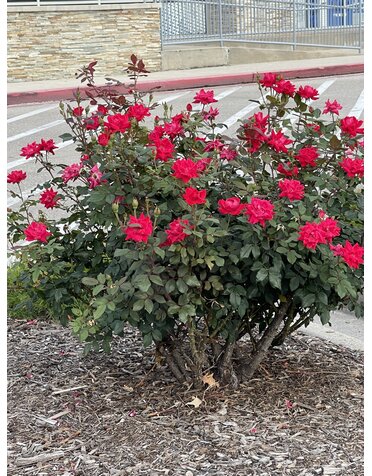 ROSE, 'KNOCK OUT', DOUBLE RED, 3G