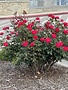 ROSE, 'KNOCK OUT', DOUBLE RED, 3G