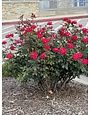 ROSE, 'KNOCK OUT', DOUBLE RED, 3G
