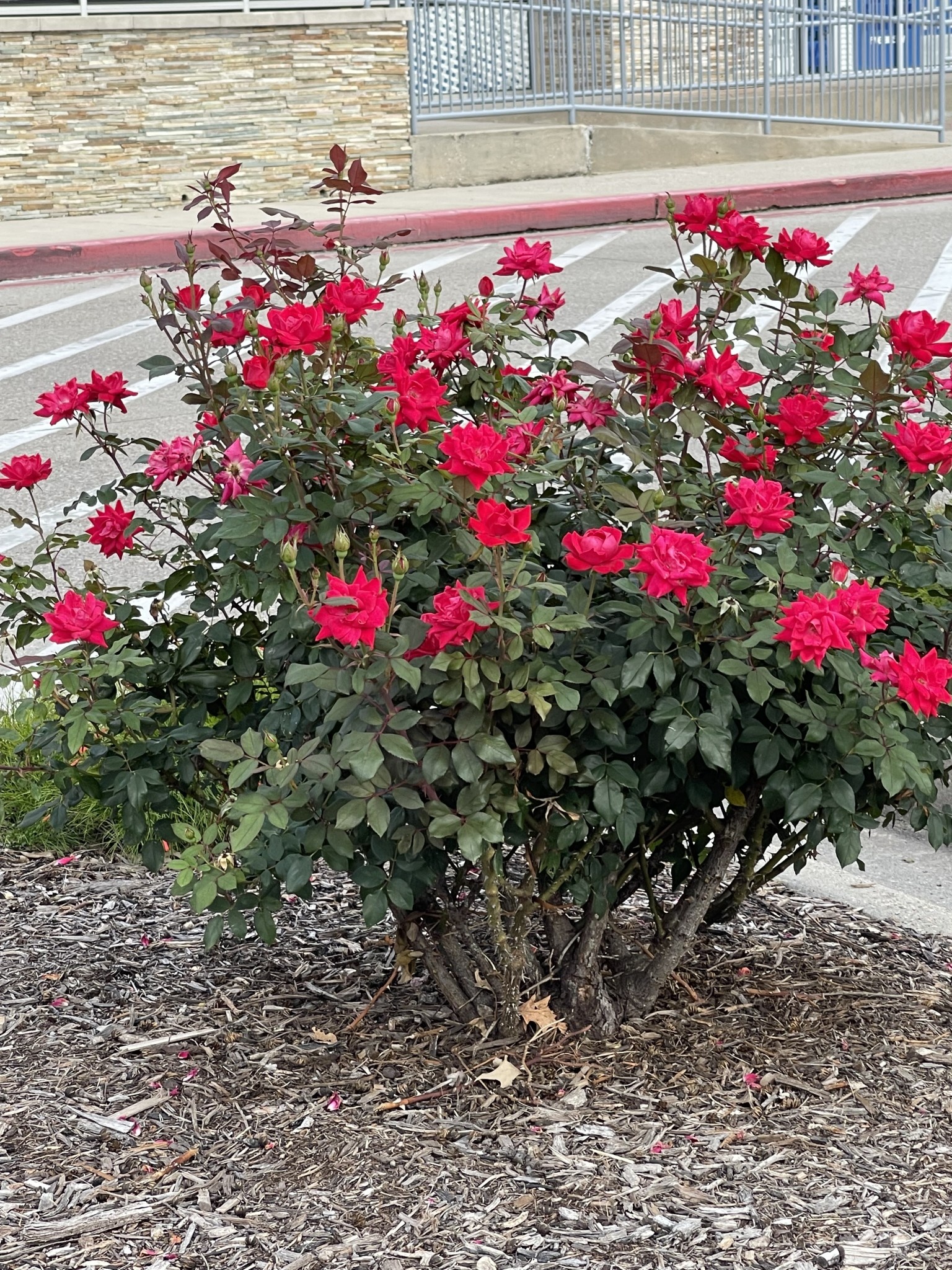 DOUBLE RED KNOCK OUT ROSE, 3 GALLON
