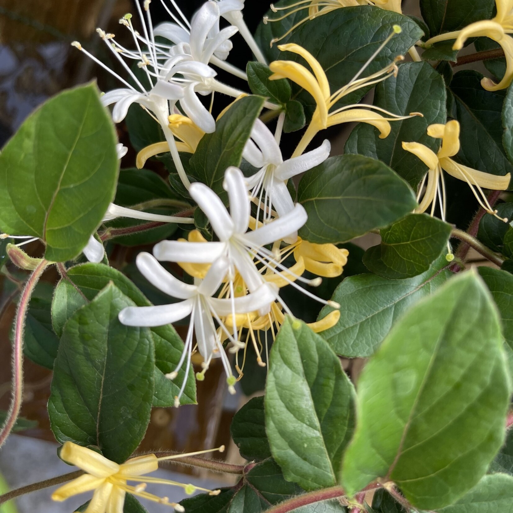 HONEYSUCKLE, 'PURPLE LEAF', 1G