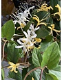 PURPLE LEAF HONEYSUCKLE PLANT, 1 GALLON