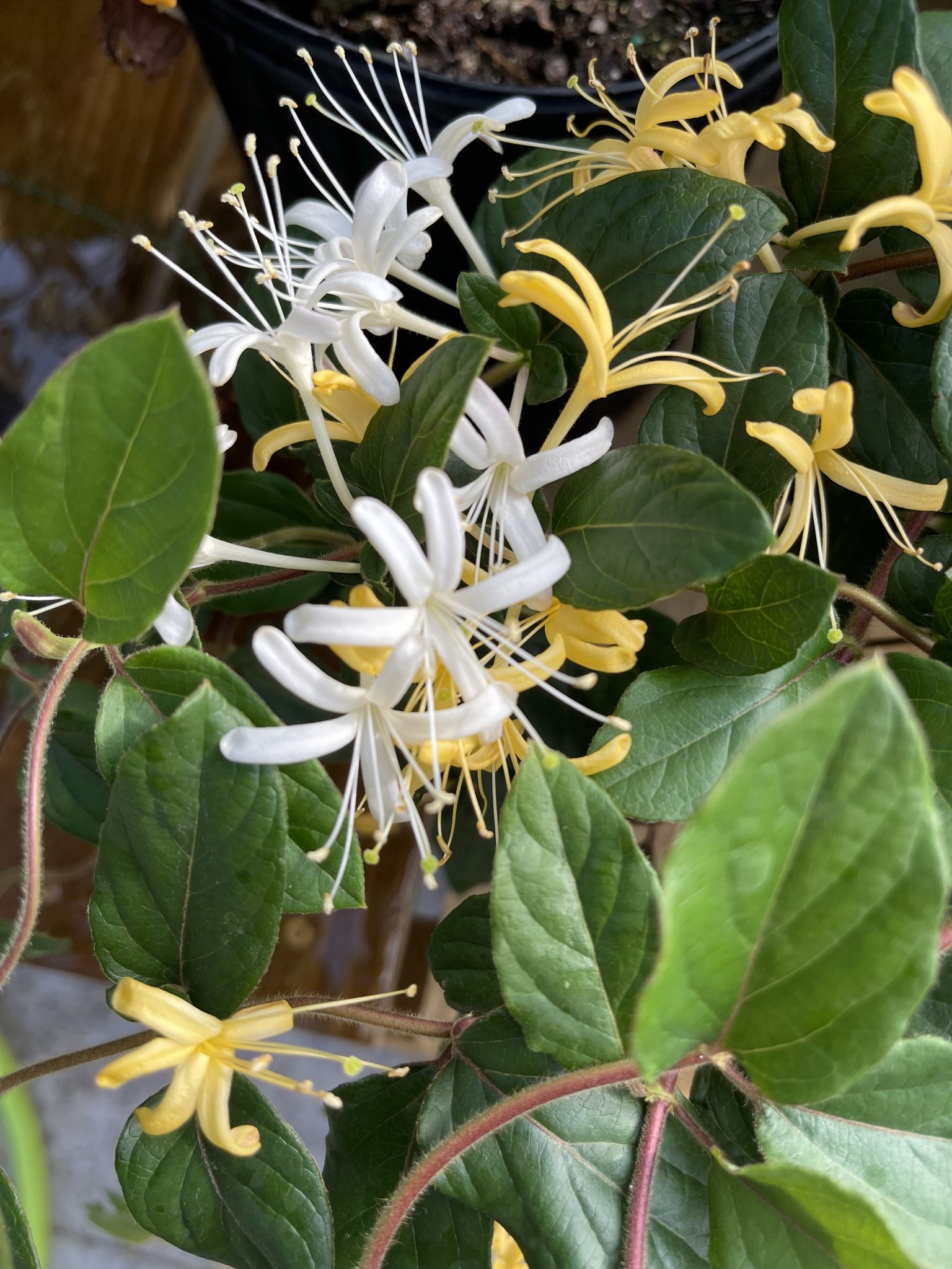 PURPLE LEAF HONEYSUCKLE PLANT, 1 GALLON