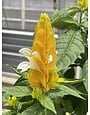 'YELLOW' SHRIMP PLANT, 1 GALLON