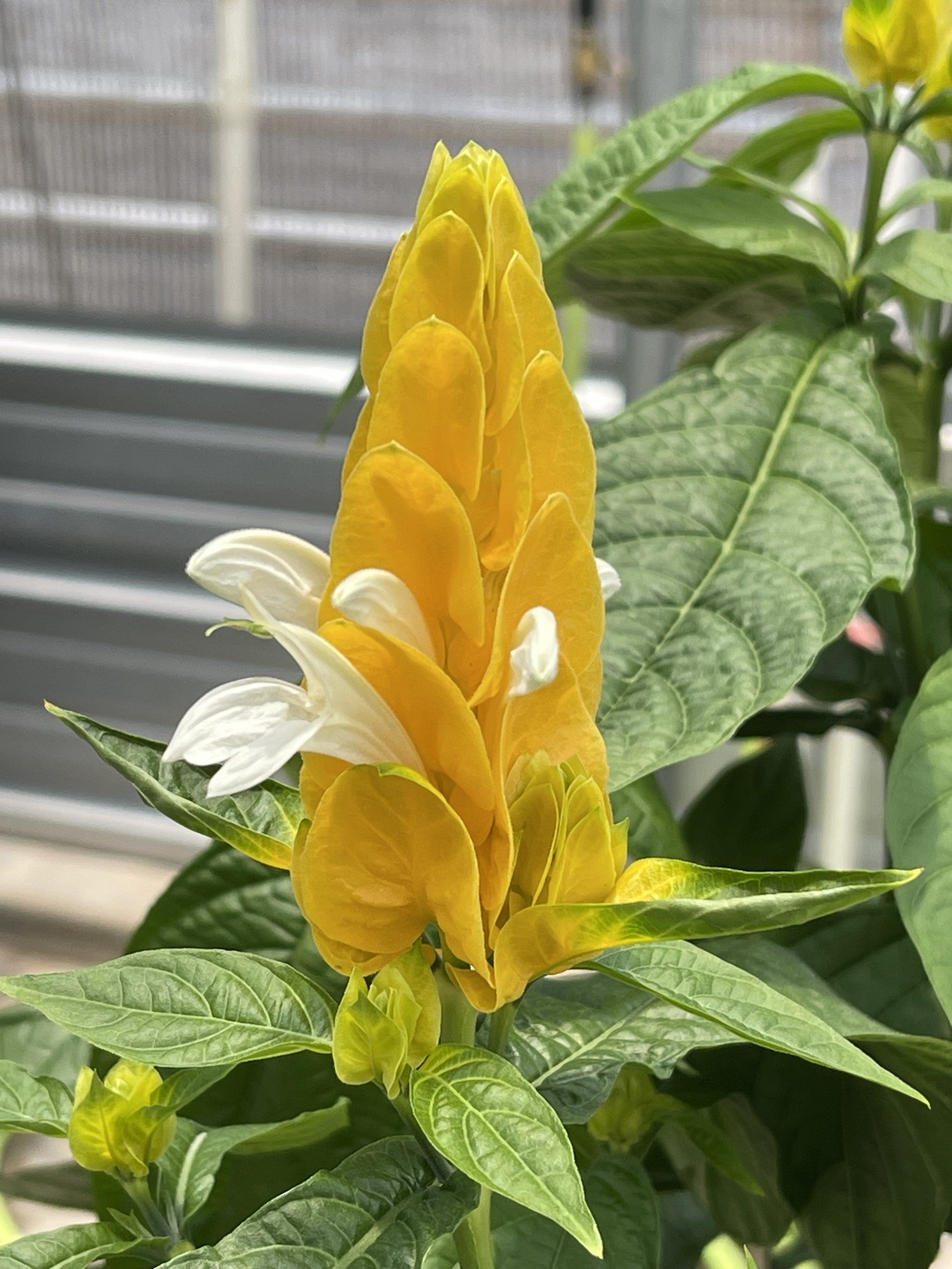 'YELLOW' SHRIMP PLANT, 1 GALLON