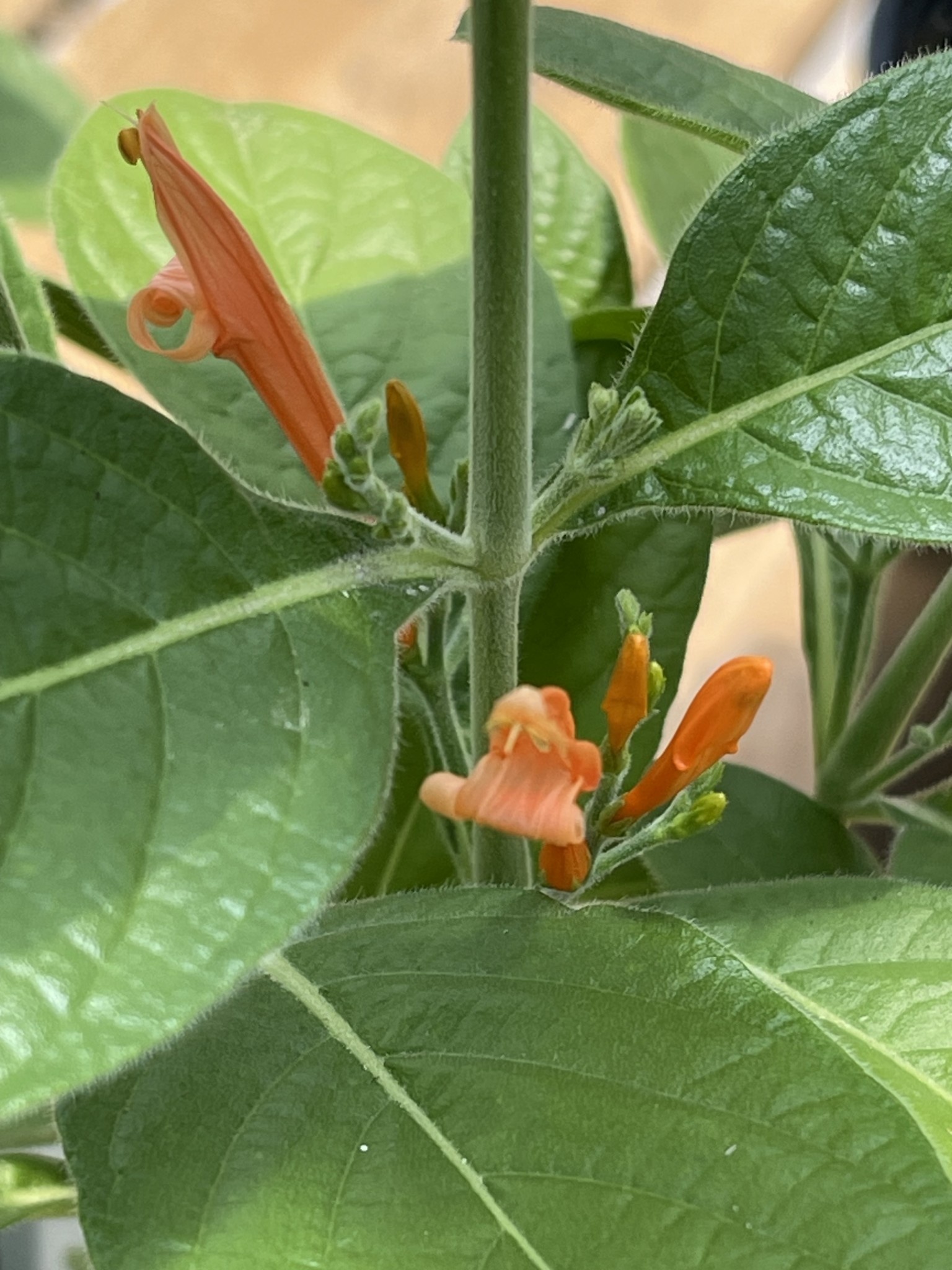 JUSTICIA, 'SPICIGERA, 'MEXICAN HONEYSUCKLE', 1G