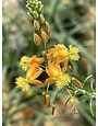 ORANGE BULBINE, 1 GALLON
