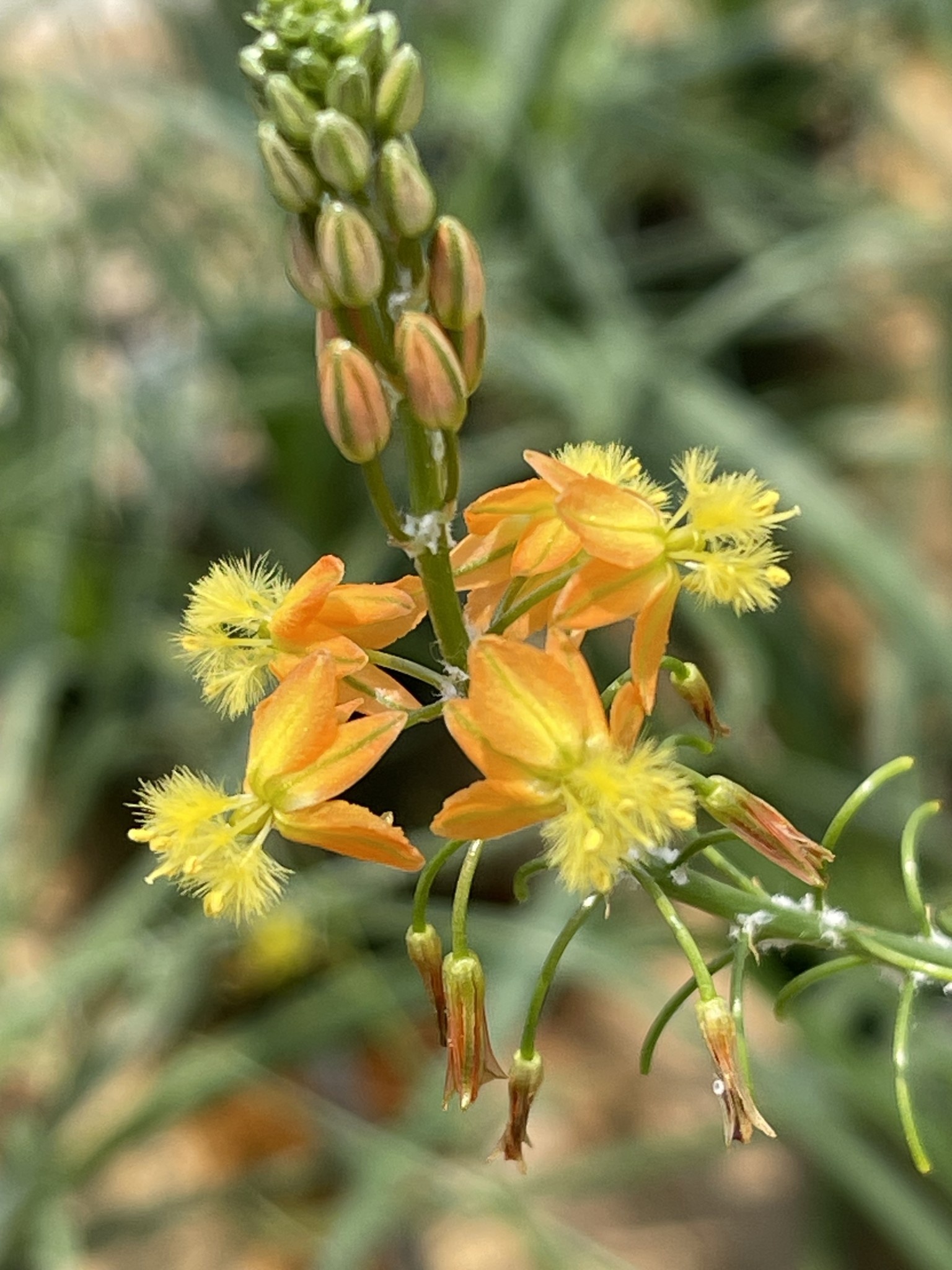 ORANGE BULBINE, 1 GALLON