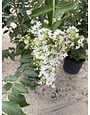 CRAPE MYRTLE, 'NATCHEZ', (white), 3G