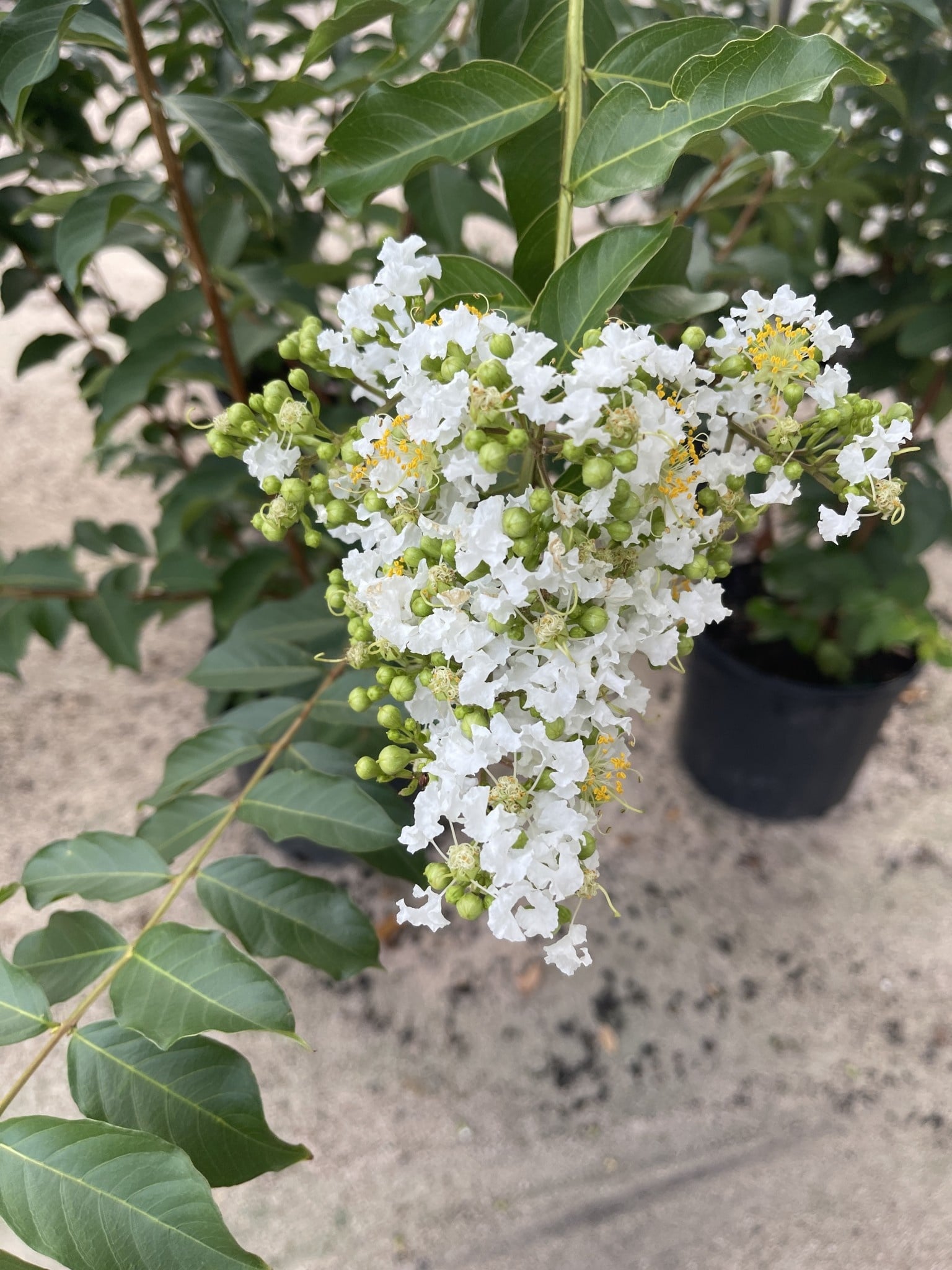 CRAPE MYRTLE, 'NATCHEZ', (white), 3G