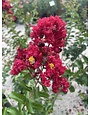 'DYNAMITE' RED CRAPE MYRTLE PLANT, 3 GALLON