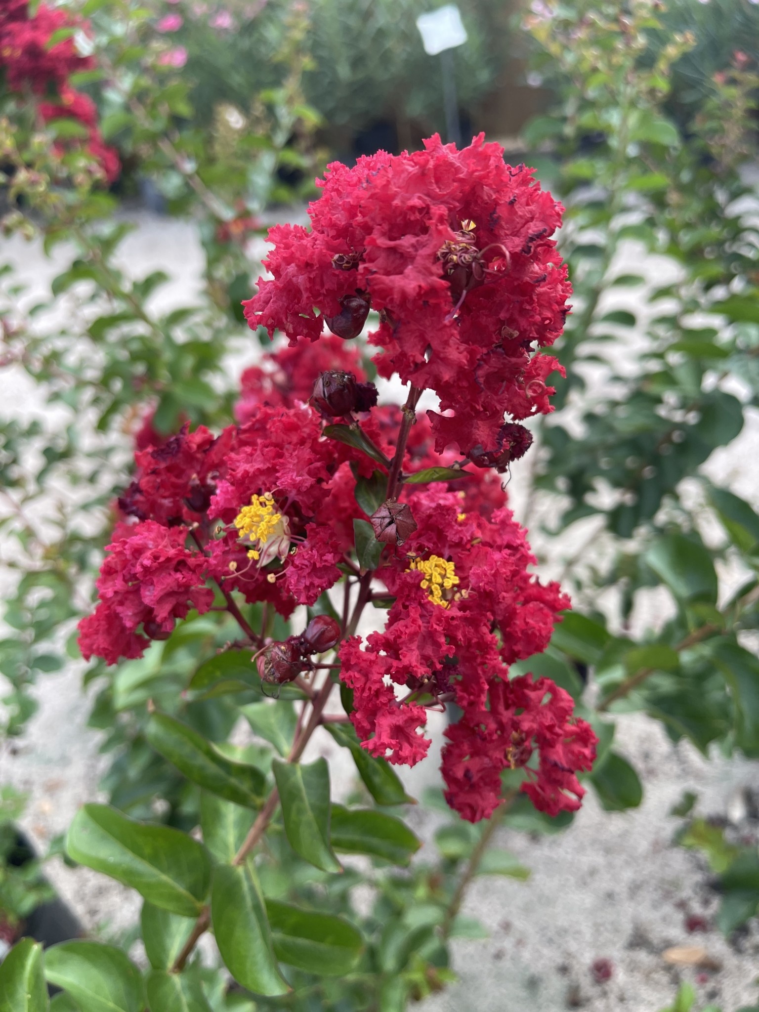 'DYNAMITE' RED CRAPE MYRTLE PLANT, 3 GALLON