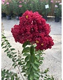 'DYNAMITE' RED CRAPE MYRTLE PLANT, 3 GALLON