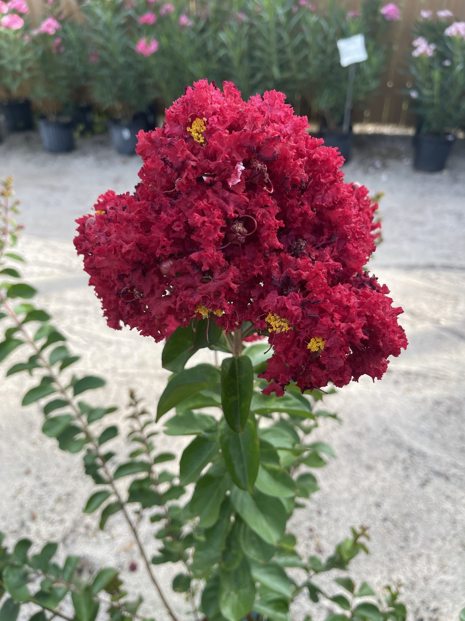 'DYNAMITE' RED CRAPE MYRTLE PLANT, 3 GALLON