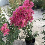 CRAPE MYRTLE, 'TUSCARORA', (dark pink) 30G