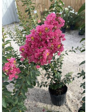Crape Myrtle 'Tuscarora' 30G