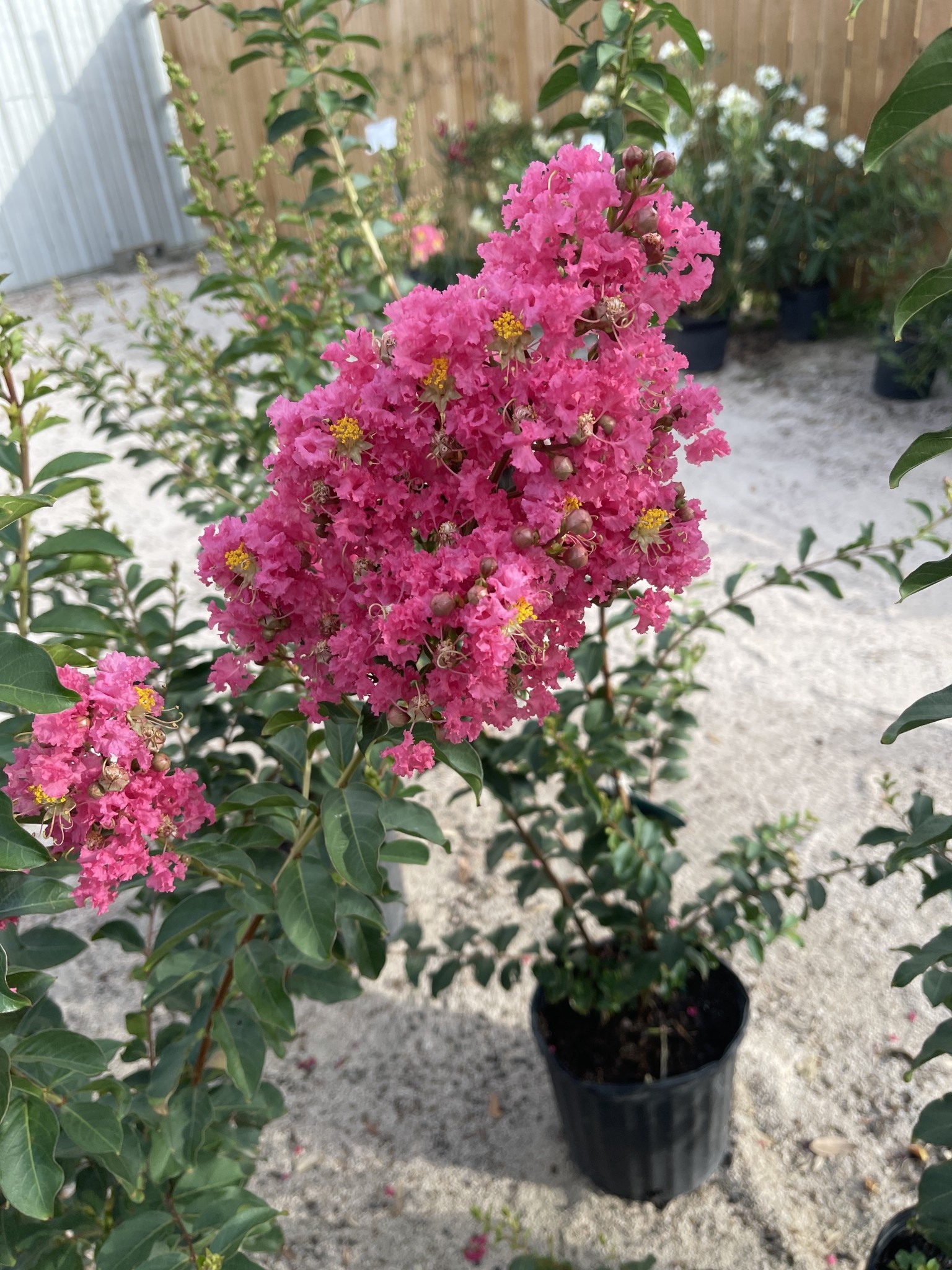 Tuscarora Crape Myrtle 30 Gallon - Lagerstroemia indica 'Tuscarora'