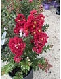 CRAPE MYRTLE, 'ENDURING SUMMER RED, 3G