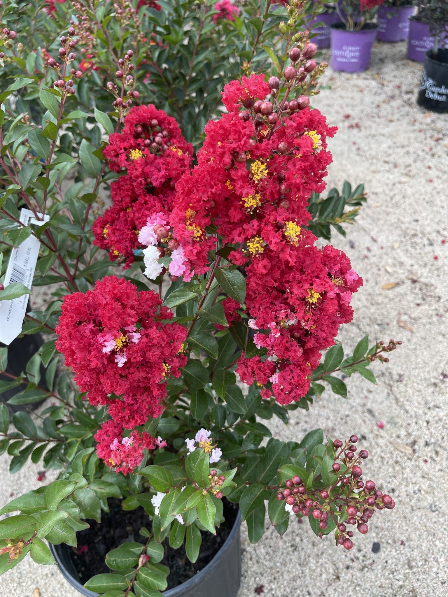 CRAPE MYRTLE, 'ENDURING SUMMER RED, 3G