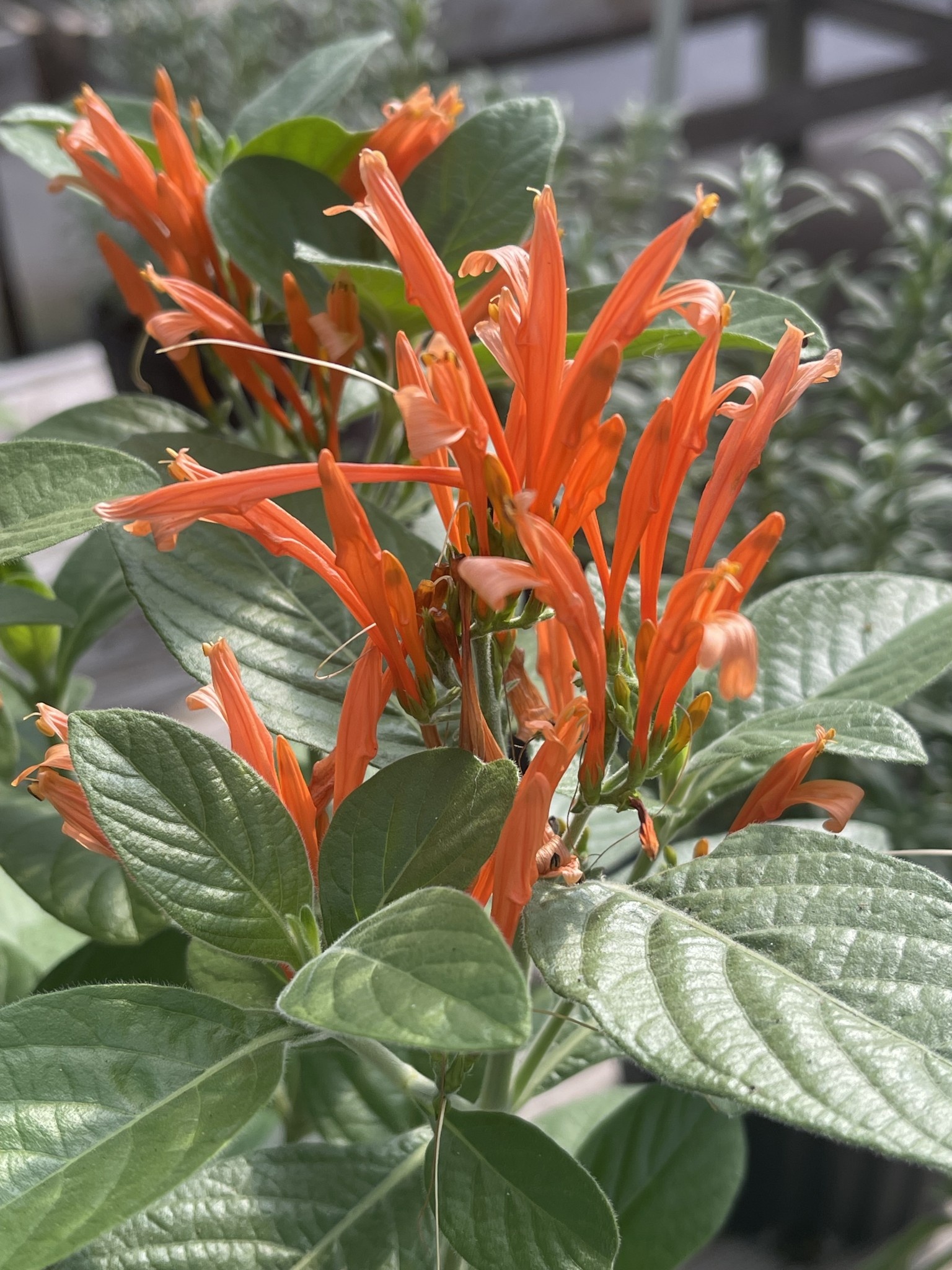 JUSTICIA, 'SPICIGERA, 'MEXICAN HONEYSUCKLE', 1G