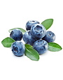 BLUEBERRY, 'HIGHBUSH EMERALD' 3G