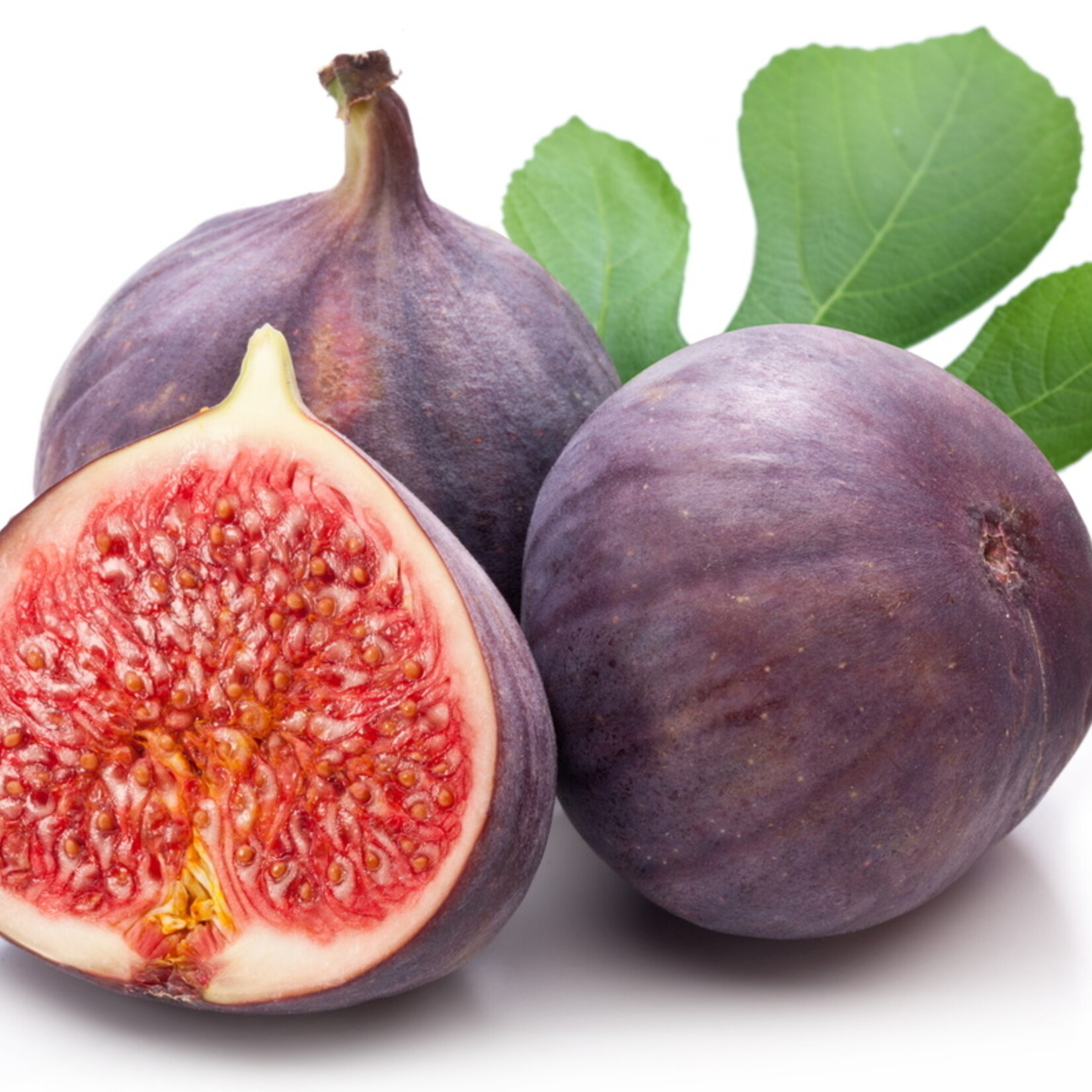 LSU PURPLE' FIG TREE 3G-GROWERS OUTLET WILLIS, TEXAS - Growers