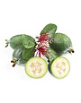 Pineapple Guava 3 Gallon - Feijoa sellowiana