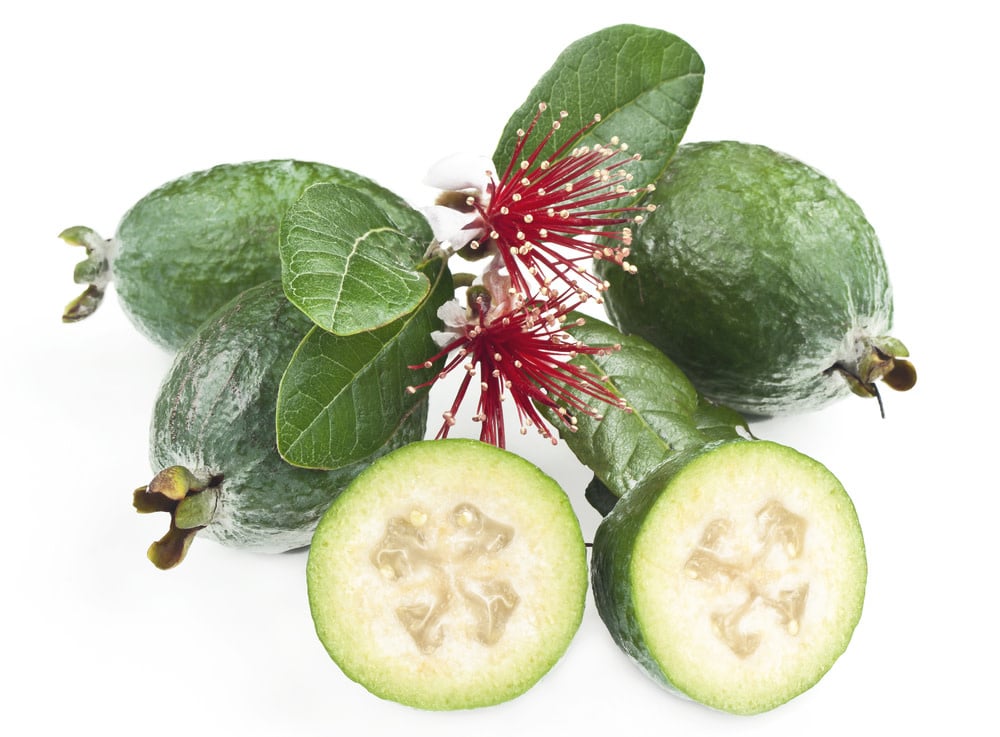 Pineapple Guava 3 Gallon - Feijoa sellowiana