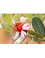 Pineapple Guava 3 Gallon - Feijoa sellowiana