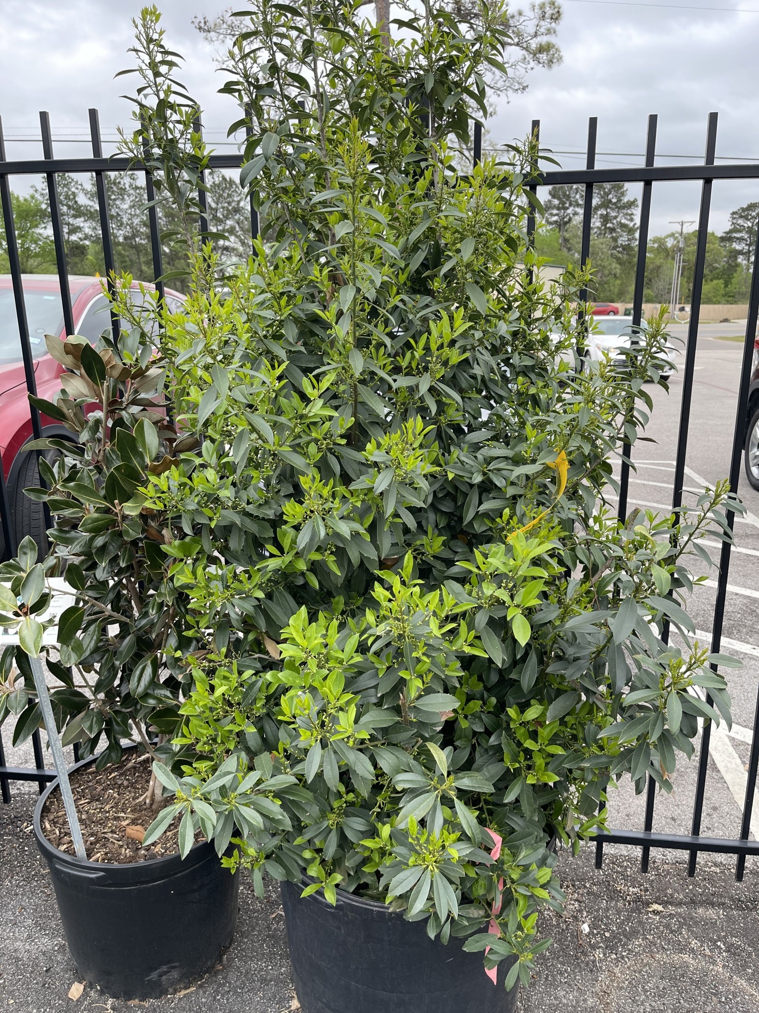 Eagleston Holly Field Transplant 30 Gallon - Ilex × attenuata 'Eagleston'
