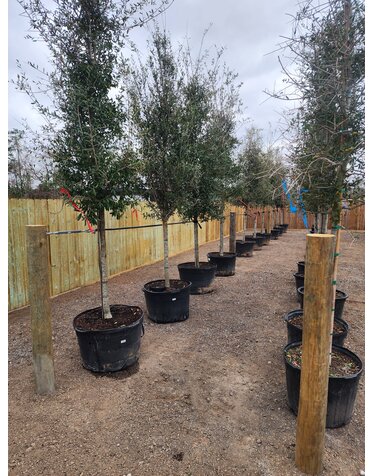 Oak 'Live Oak' 45G