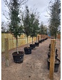 Live Oak 45 Gallon - Quercus virginiana