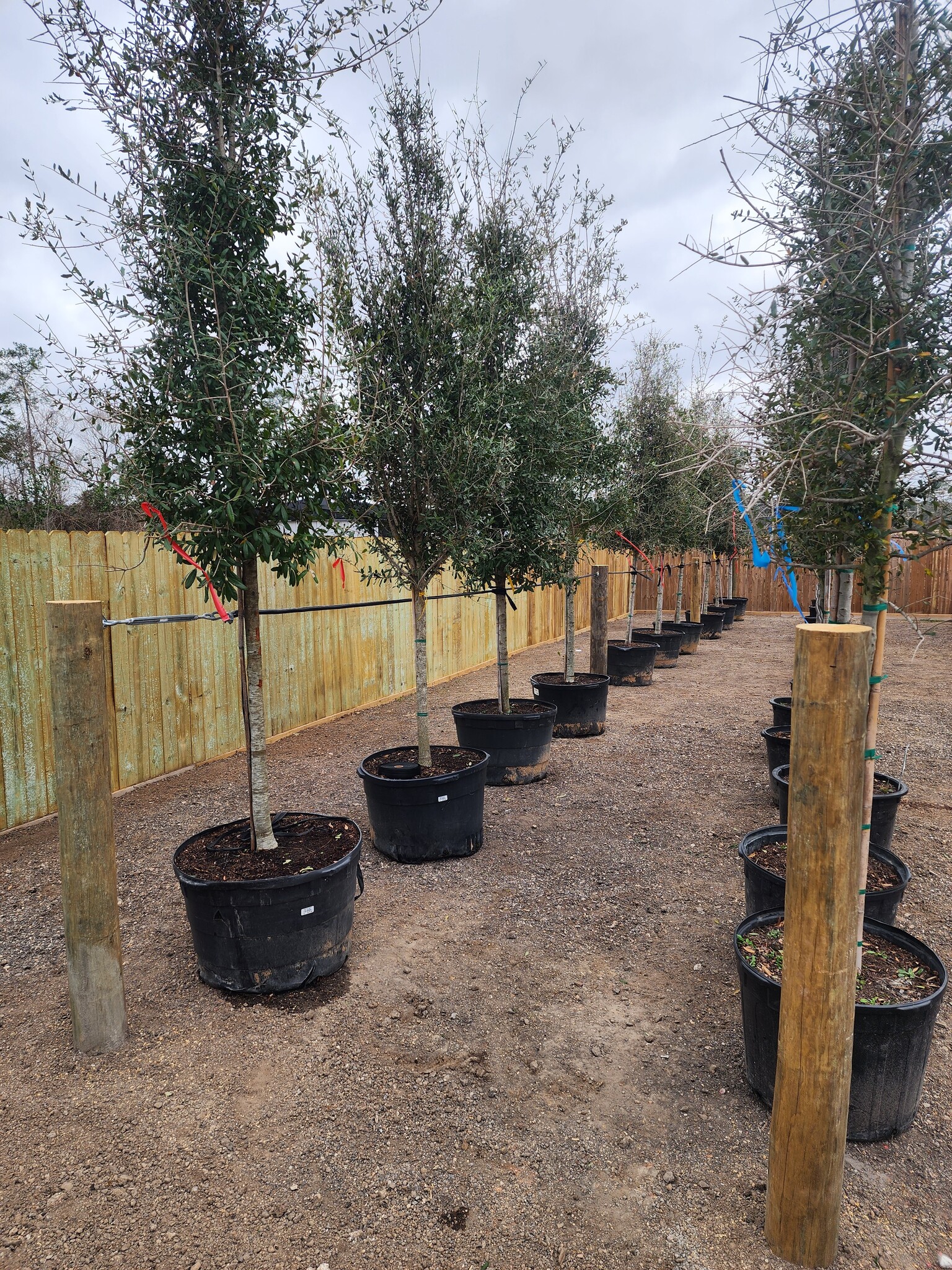 Live Oak 45 Gallon - Quercus virginiana